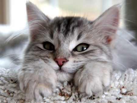 Милые котики