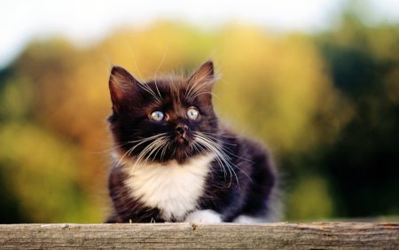 Котики фото