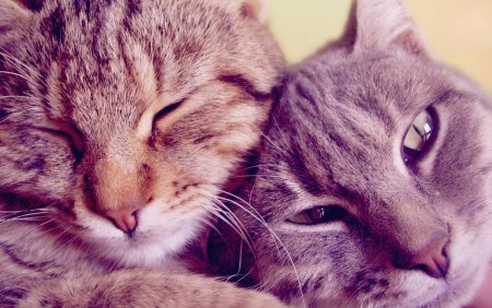 Милые котики