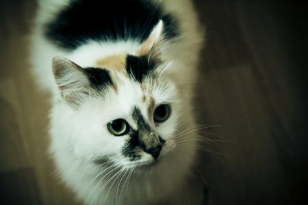 Обои с котиками