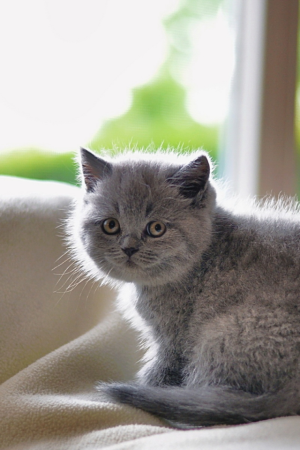 Британские короткошерстные котята
