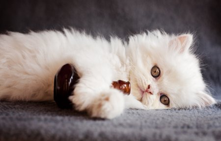 Красивые картинки котят