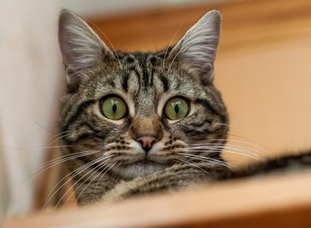 Удивленный взгляд кота