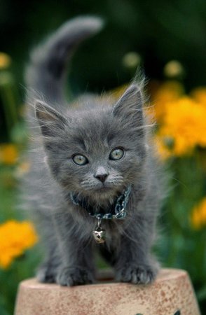 Картезианская кошка шартрез