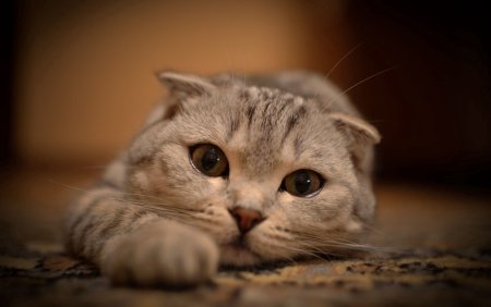 Шотландская вислоухая кошка бежевая