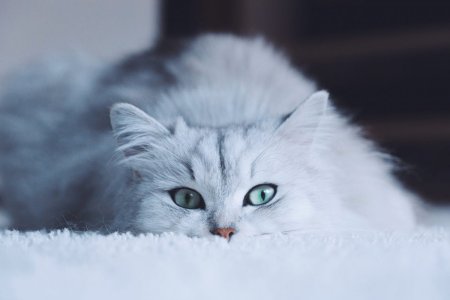Белый котёнок с голубыми глазами