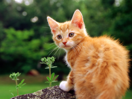Красивые рыжие котики