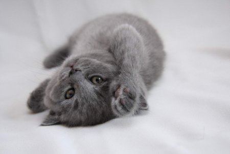 Дымчатый вислоухий котенок