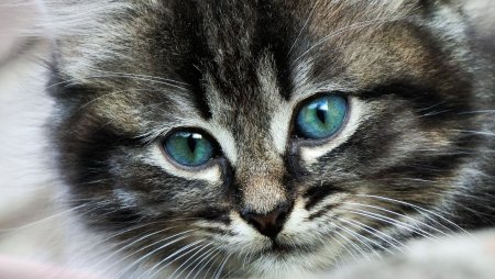 Красивые картинки с котиками