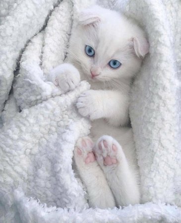 Нежная кошка