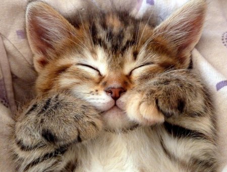 Милые картинка с котиком ТГО