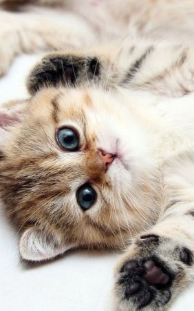 Милые котики