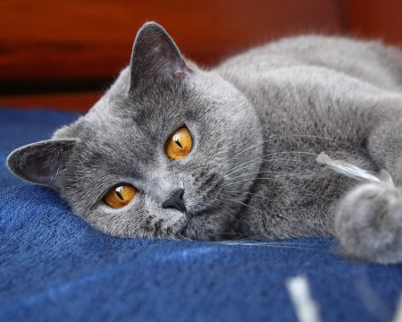 Картезианская кошка британец