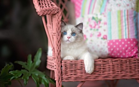 Красивые котята