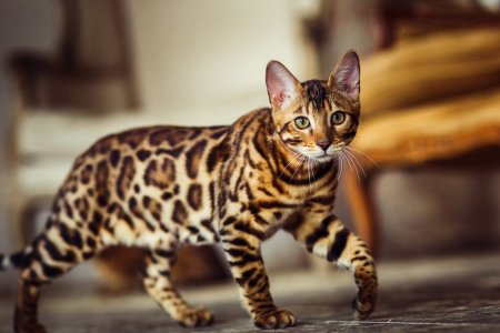 Бенгальская кошка тойгер
