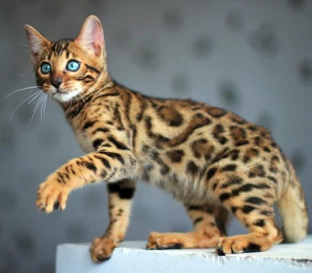 Бенгальские коты