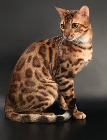 Бенгальская короткошерстная кошка