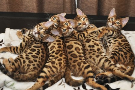 Бенгальская кошка