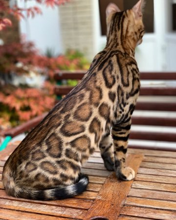 Бенгальская кошка