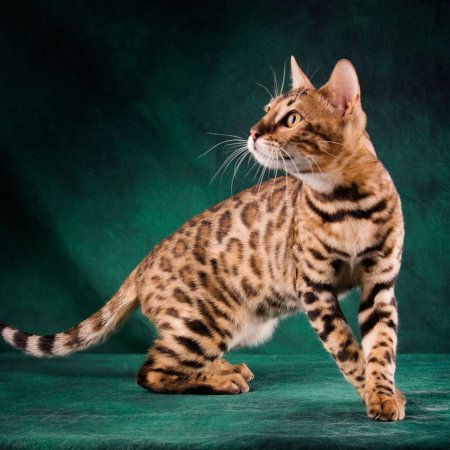 Бенгальская кошка