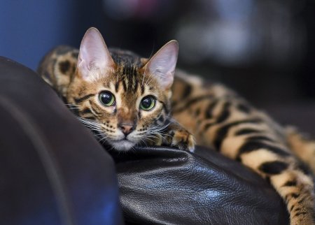 Кот породы бенгал
