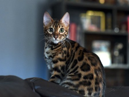 Бенгальский кот