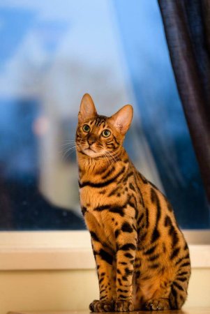 Бенгальская кошка