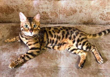 Блю тебби Бенгальская кошка