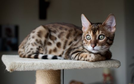 Кошки бенгальской породы