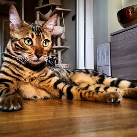 Бенгальская кошка
