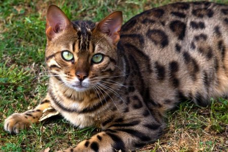 Бенгальская кошка (бенгал)