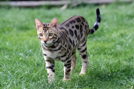 Бенгальская кошка