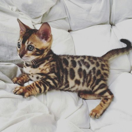 Бенгальская кошка (бенгал)