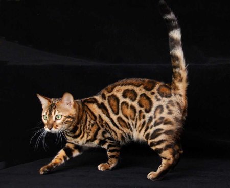 Бенгальская кошка