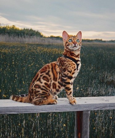 Бенгальская кошка
