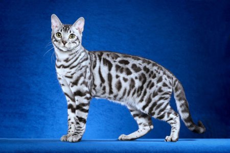 Блю тебби Бенгальская кошка