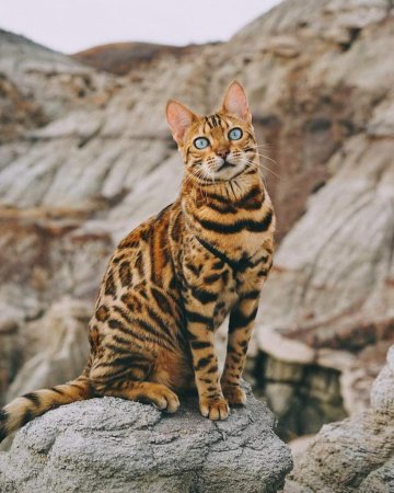Кот породы бенгал
