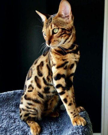 Кот бенгал