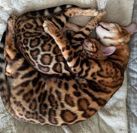 Бенгальская кошка котенок