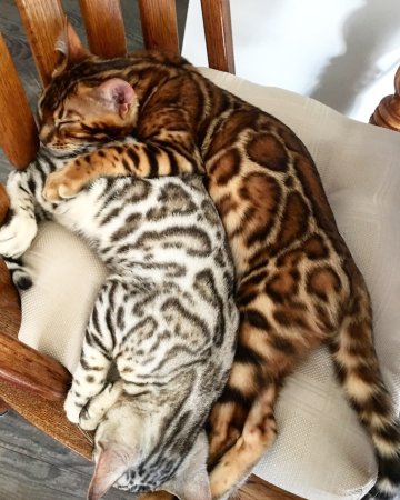 Бенгальский вислоухий кот
