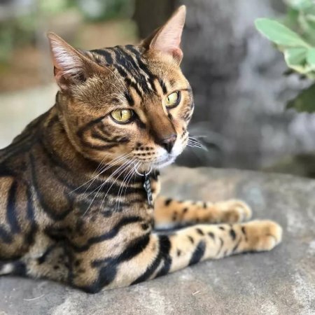 Бенгальская кошка