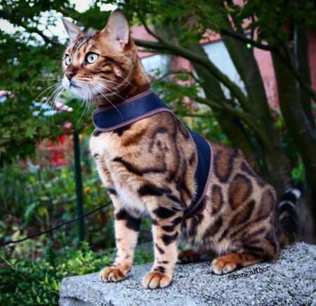 Бенгальский кот