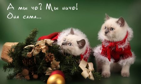 Кот поздравляет с новым годом