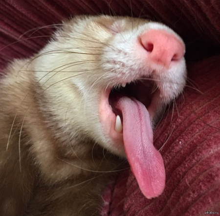 Хорек с языком