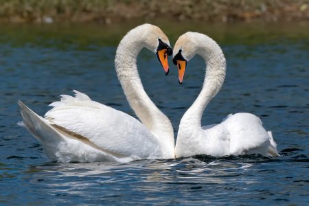 Влюбленные лебеди