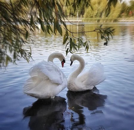 Пара лебедей