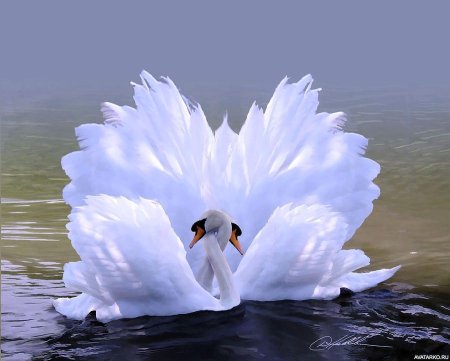 Два лебедя