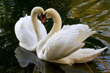 Лебедушка с лебедем и лебедятами