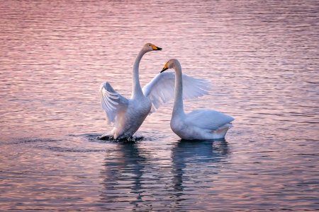 Любовь и лебеди