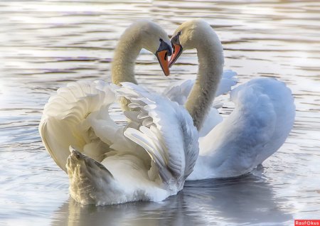 Пара лебедей